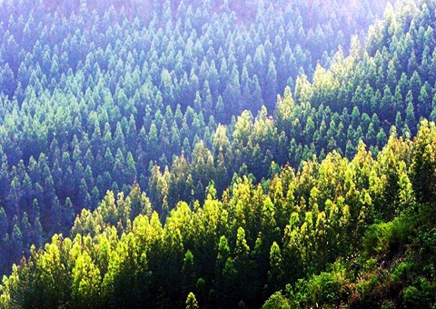 效率提升2倍！！！广西立异手艺赋能让34.2万亩林地确权提速降本