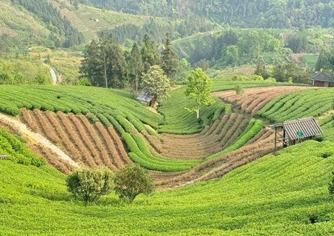 广西三江：：下好墟落妄想“先手棋” 探索和美墟落“新样本”