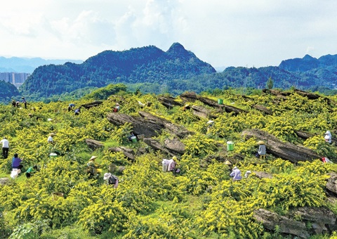 重庆秀山：一朵山银花，绽放19亿元综合产值